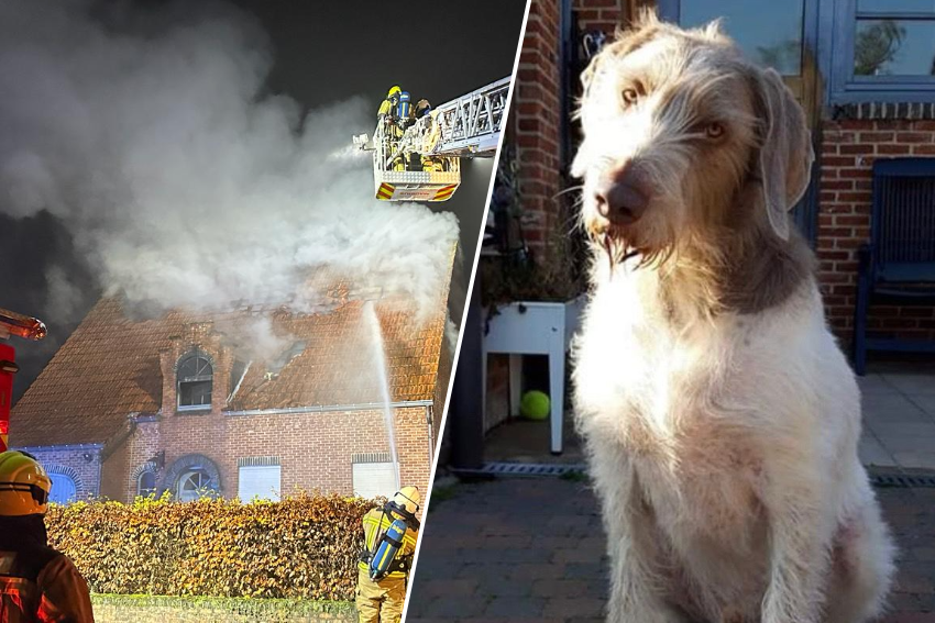 Hond slaat op de vlucht bij uitslaande woningbrand, baasjes verspreiden opsporingsbericht: “Bel politie zodra je hem ziet”