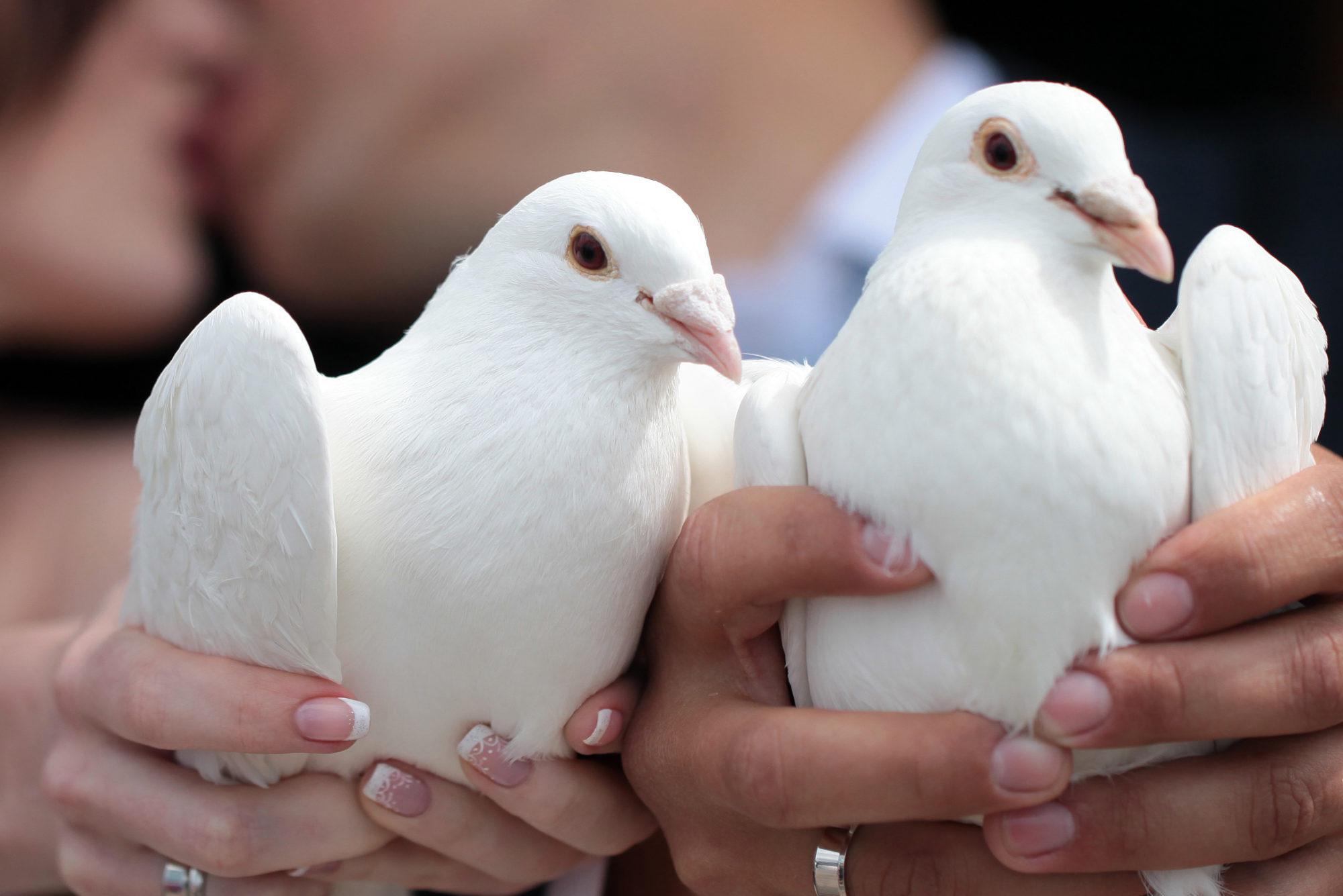 Lanaken en verbieden witte duifjes bij huwelijk | Nieuwsblad Mobile