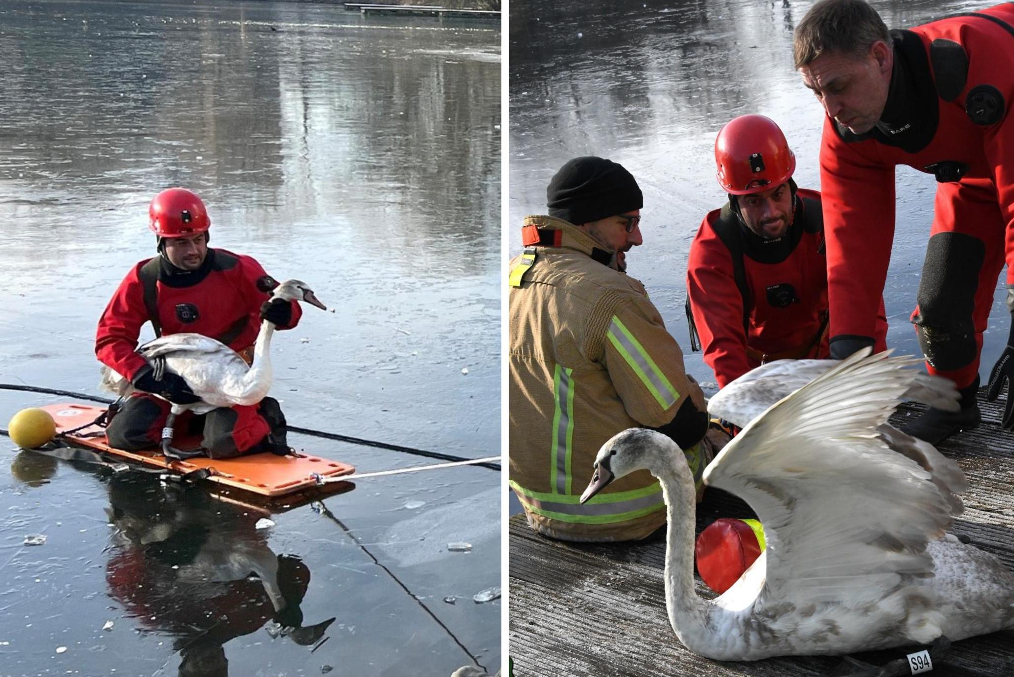 Brandweer redt zwaan uit bevroren vijver