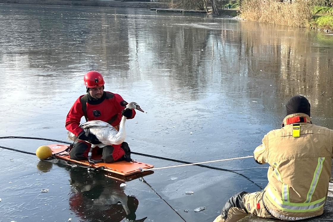 Brandweer redt zwaan die vastzit in het ijs