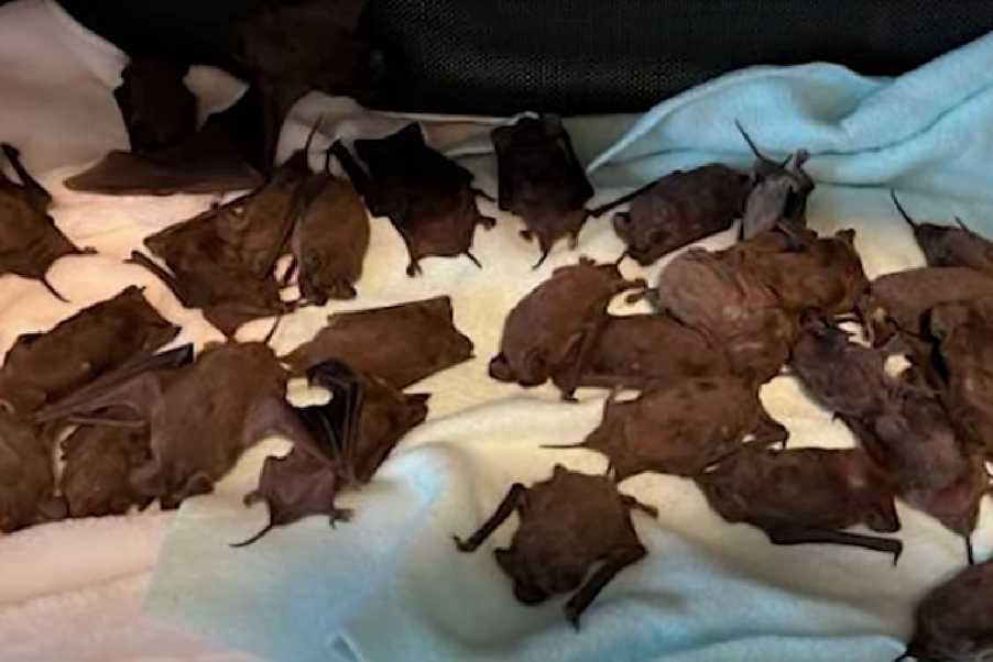 Anche in Texas fa un freddo cane: dal cielo cadono pipistrelli