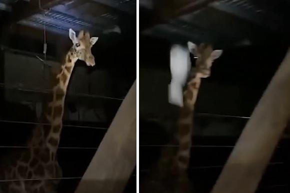 At 20 they broke into the zoo and threw a bottle at a giraffe, but now they are being punished for it