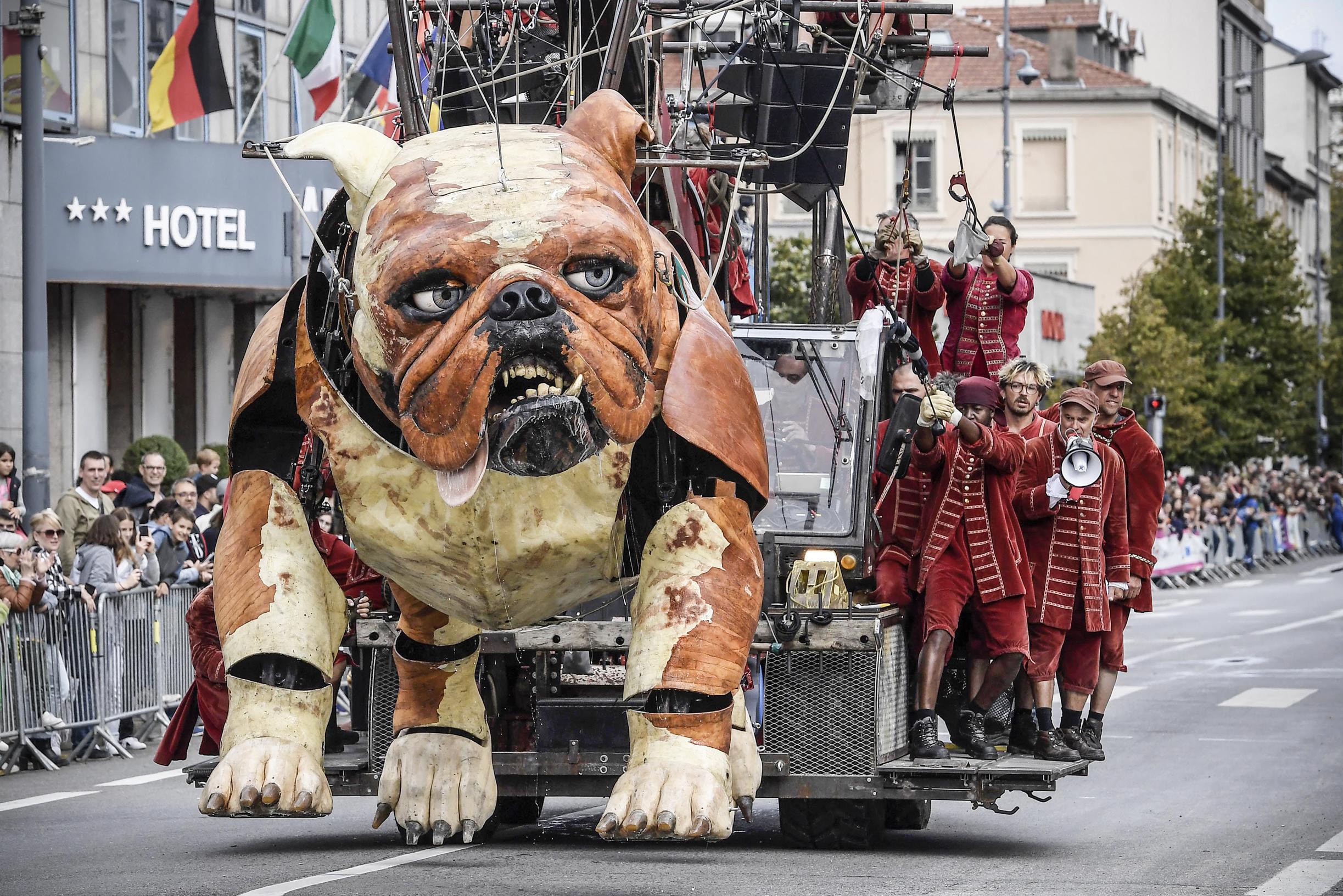 Oplossen varkensvlees drijvend Reuzenpoppen van Royal De Luxe komen opnieuw naar Vlaanderen: bulldog van  4,4 meter hoog zal de show stelen (Antwerpen) | Het Nieuwsblad Mobile