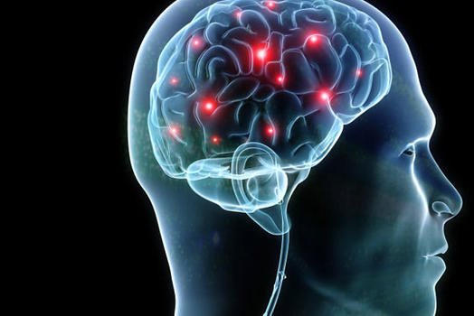 Бельгийские ученые раскрыли секрет медленного развития мозга