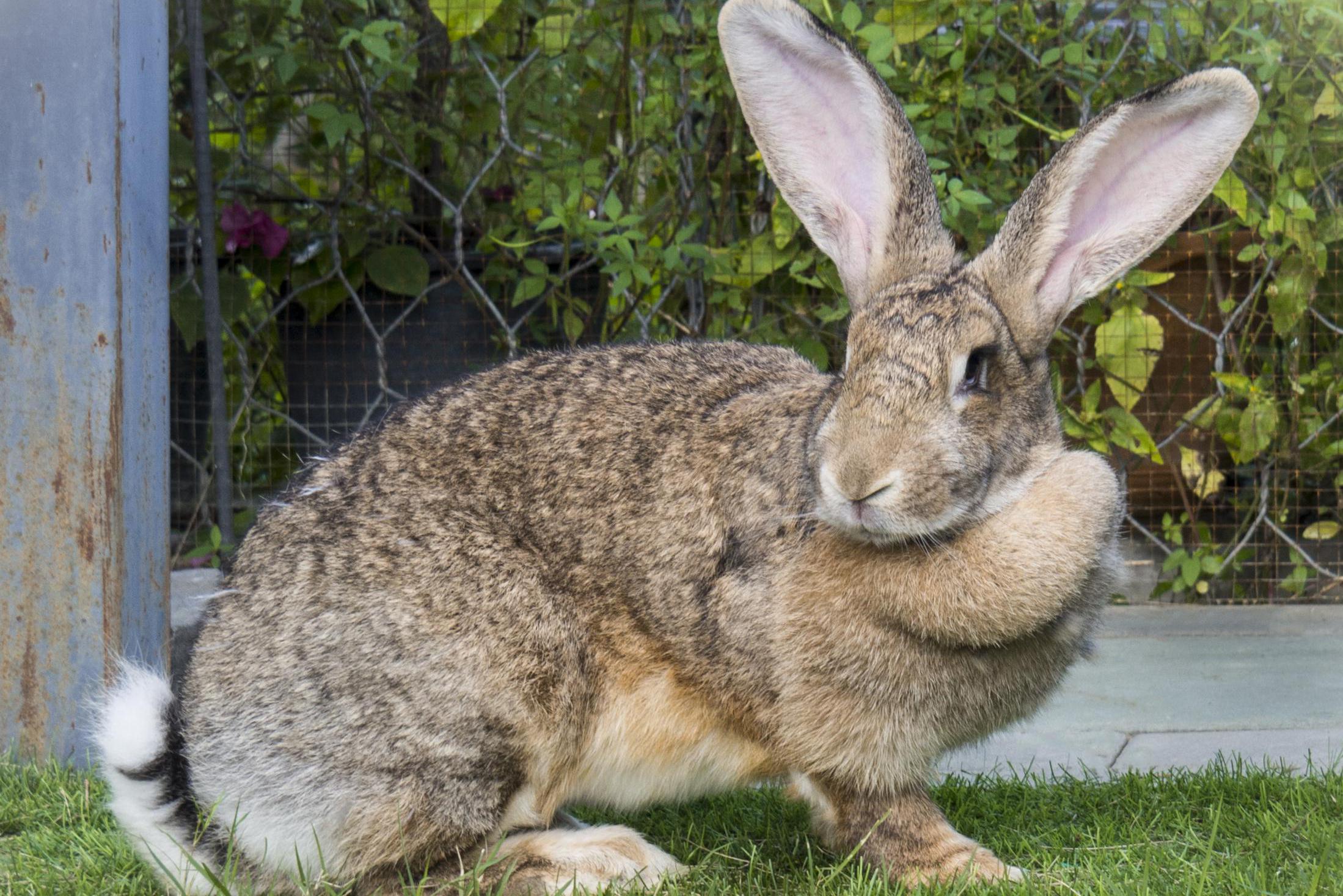 Kijker deeltje Mauve De Vlaamse reus: gigant onder de konijnen, maar is hij geschikt als  huisdier? “Zonder bewegingsruimte kan hij gefrustreerd raken” | Het  Nieuwsblad Mobile