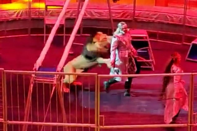 Lion attacks tamer during circus show in Russia - World Today News