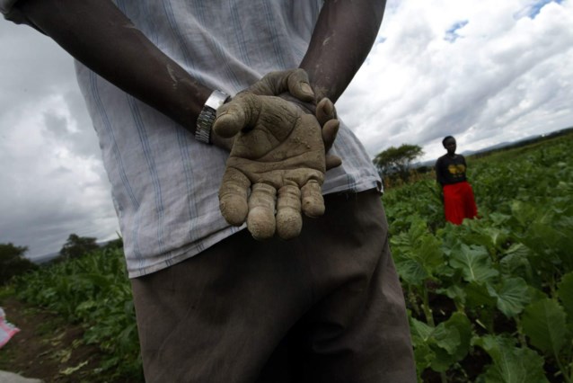 Le donne nelle piantagioni di tè in Kenya sono spesso aggredite sessualmente dai loro datori di lavoro