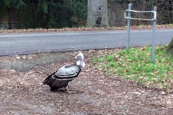 Un vautour évadé crée un spectacle à Lierre : les passants s’arrêtent pour voir l’oiseau de près (Lierre)