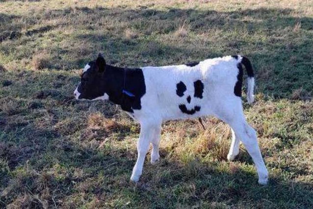 The smiling ‘happy’ cow doesn’t have to go to the slaughterhouse: ‘He’s become our pet’