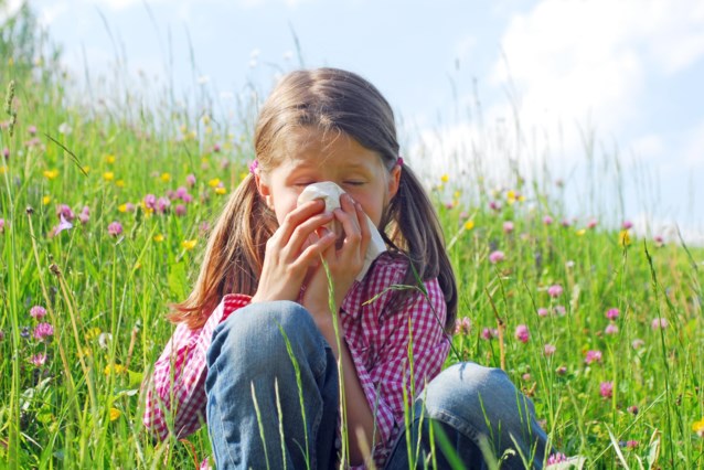 Sciensano met en garde les personnes allergiques contre la saison pollinique du bouleau