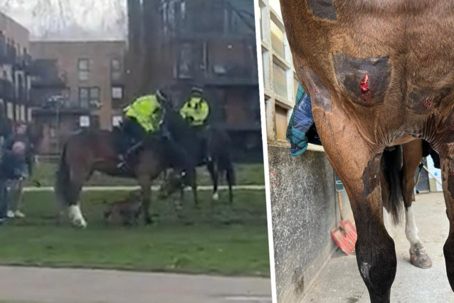 A police horse sustained bite wounds to its legs and torso after a violent attack by a dog: ‘This is too bad’