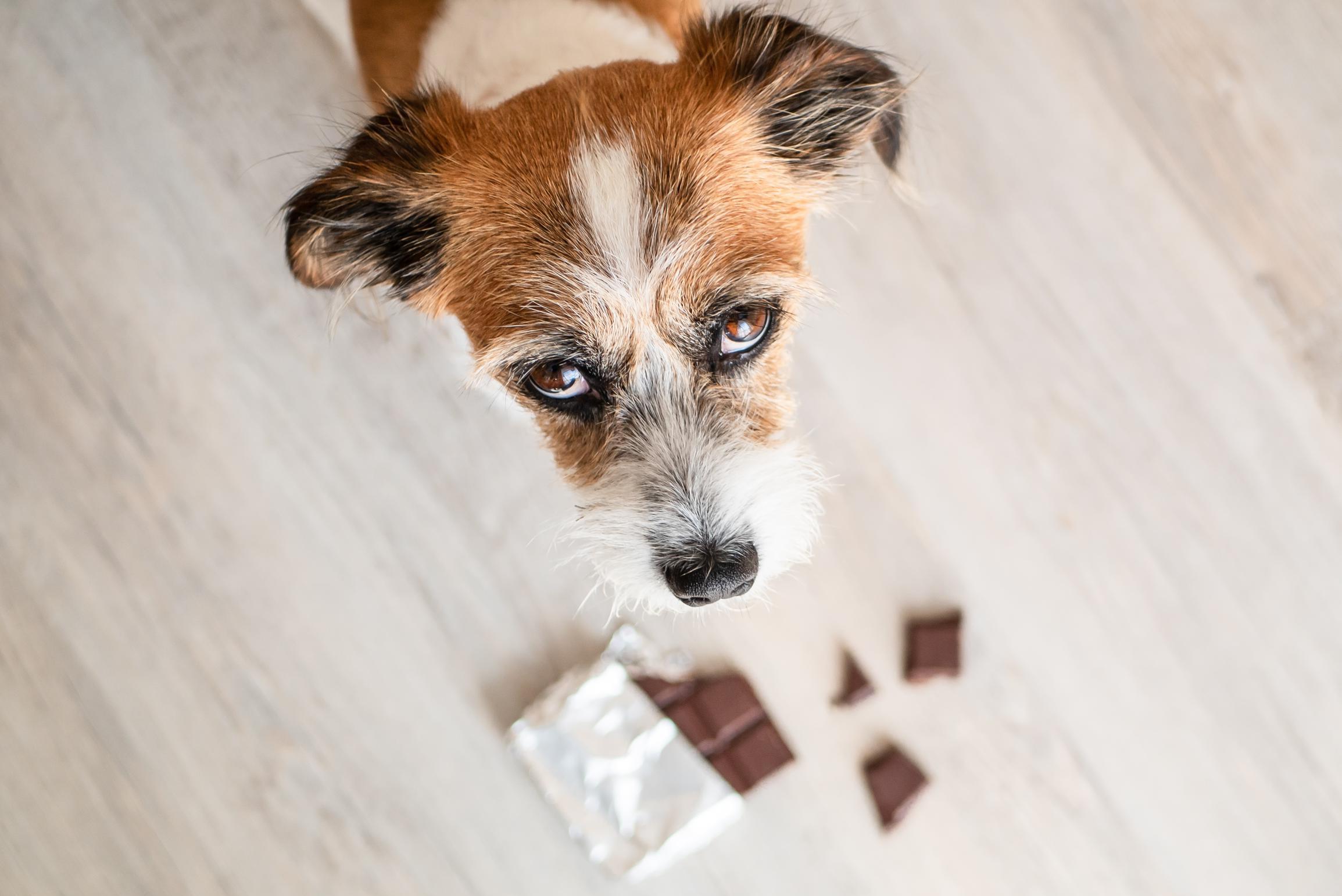 Verbazing Etna Automatisering Antigifcentrum: “Stijgend aantal honden vergiftigd door chocolade” | Het  Nieuwsblad Mobile