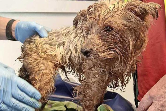 Dog Dumped In Underground Trash: ‘It Was More Dead Than Alive’