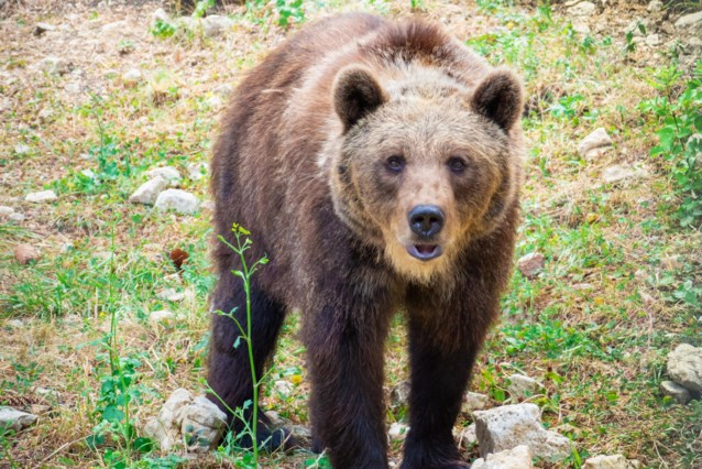 Итальянский бегун убит медведем: показано вскрытие