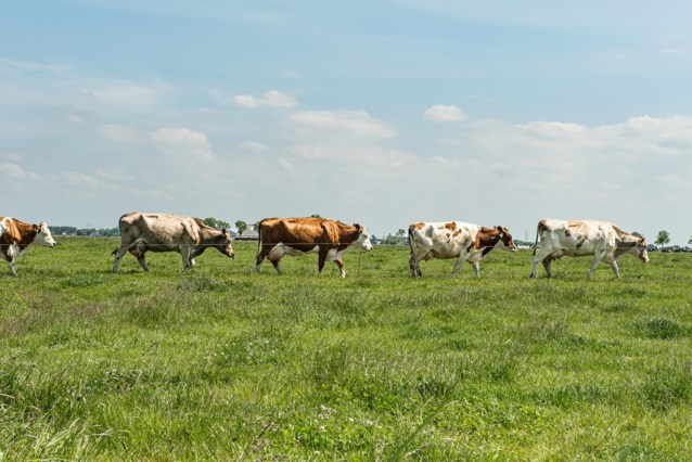 one-in-three-dairy-cows-has-a-limp-animal-welfare-in-livestock