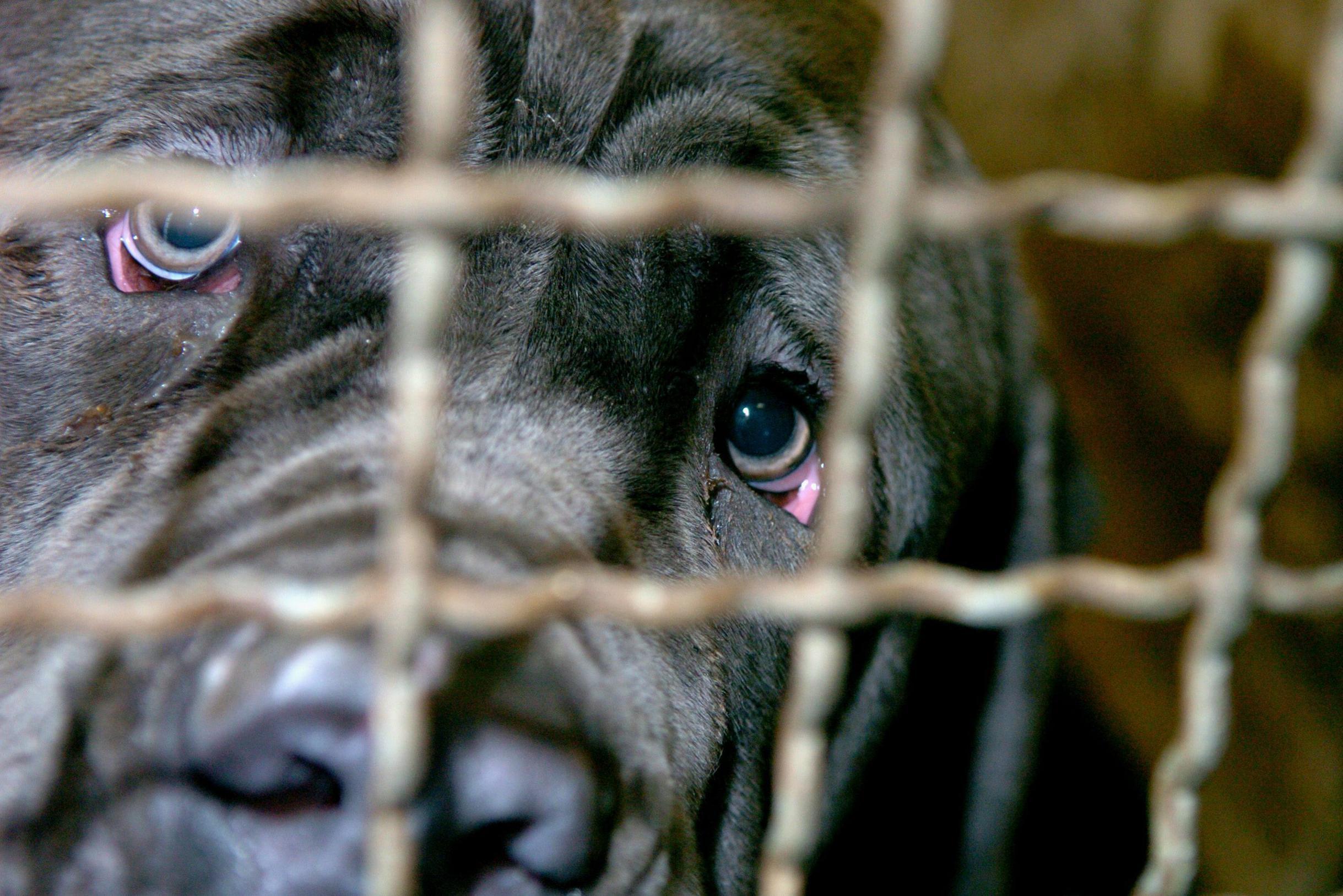 Origineel huid terras Twee dode pups aangetroffen bij huisdierenwinkel, politie neemt tien andere  honden in beslag (Boechout) | Het Nieuwsblad Mobile