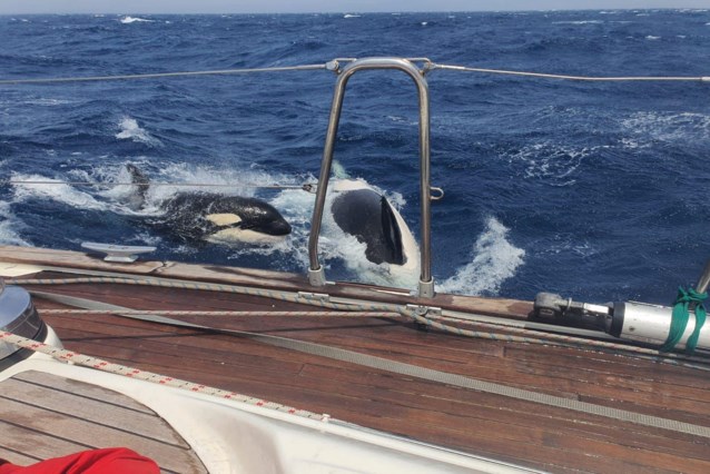 Cientos de incidentes con orcas frente a la costa española: ¿es la ‘venganza’ la causa de su extraño comportamiento?