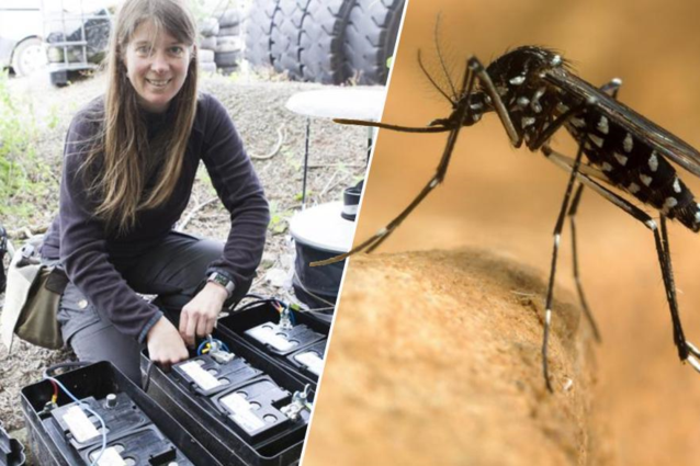 survival-of-asian-tiger-mosquitoes-in-winter-exploring-the-threat-and