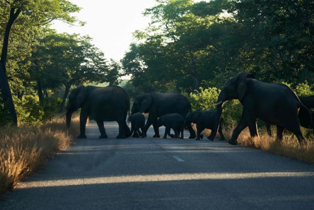 Elephants from Zimbabwe national park en masse on their way to Botswana due to lack of water