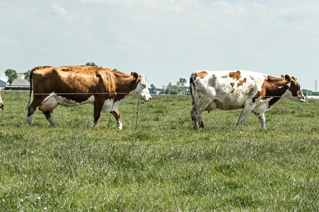 Ghent sells West Flemish agricultural land for 1 million euros: “Every euro cent goes to real estate in the city” (Ghent)