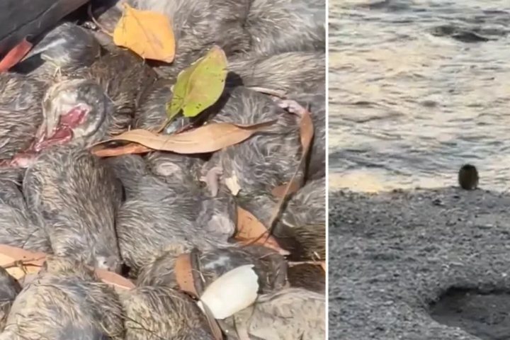 Ongeziene rattenplaag teistert Australisch vissersdorpje: “We zijn bang als we buiten komen”