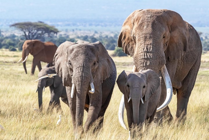 Zeldzame olifantentweeling geboren in Kenia