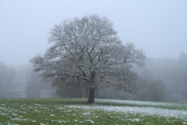Sneeuw op komst in de Ardennen, maar ook in rest van het land winterse buien verwacht