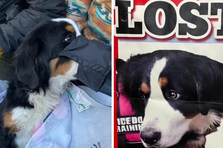 Vermiste hond na twee maanden in natuurpark herenigd met eigenaar: “Ze heeft twee sneeuwstormen en vriestemperaturen overleefd”