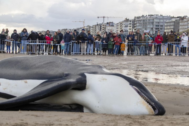 Met twee worstelen ze om het skelet van orka Reveil: “Akkoord, hij is dáár aangespoeld, maar hij is wel bij óns gestrand”
