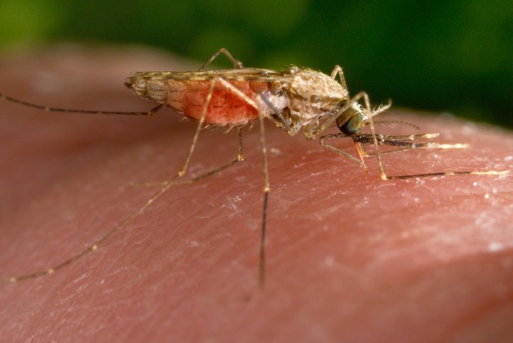 Wereldgezondheidsorganisatie waarschuwt: “Klimaatverandering vormt groot risico voor bestrijding van malaria”