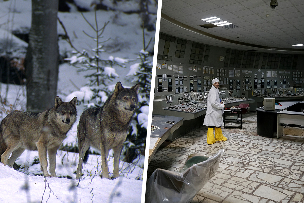 Chernobyl’s Mutated “Super Wolves” Could Bring Good News for Humans