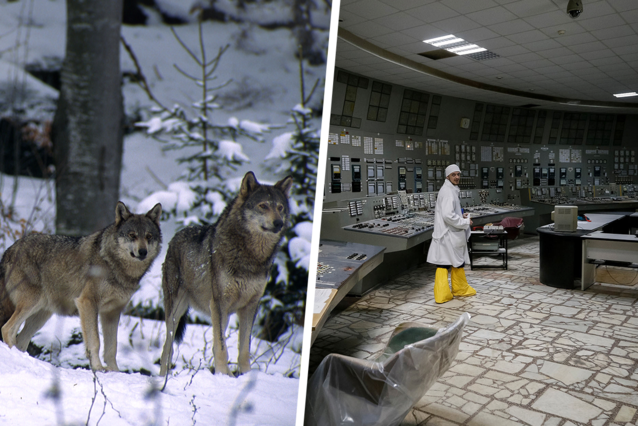 Mutated “super wolves” spotted in Chernobyl, and that could be good news for humans too