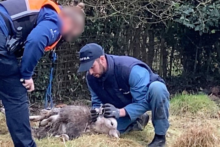 Twee schapen gedood en drie zwaargewond na hondenaanval in weide in Brustem