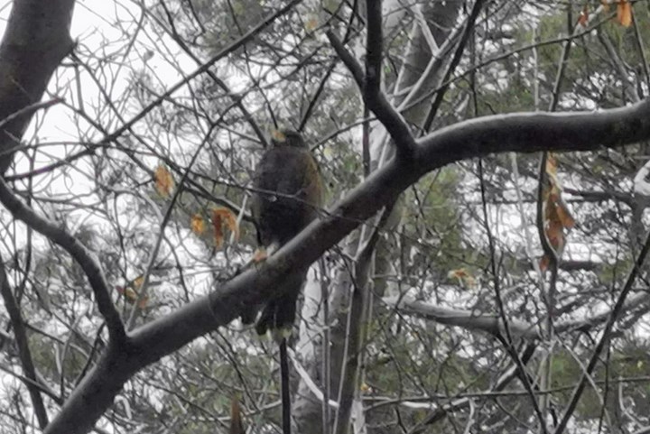 Brandweer rukt uit voor tamme buizerd die vast zit