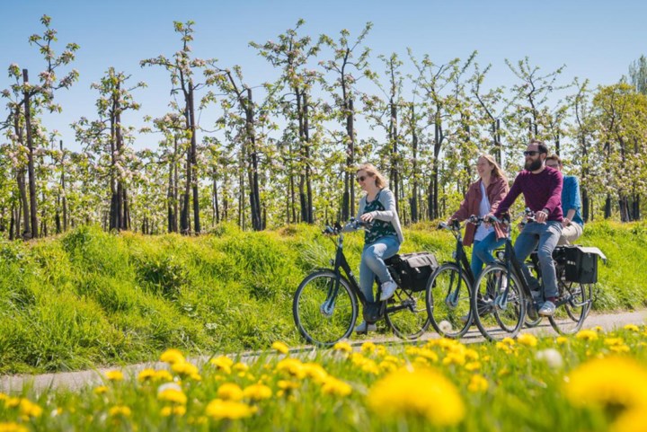 Bloesems dit jaar uitzonderlijk vroeg: is het Hageland klaar voor de dagjestoeristen?