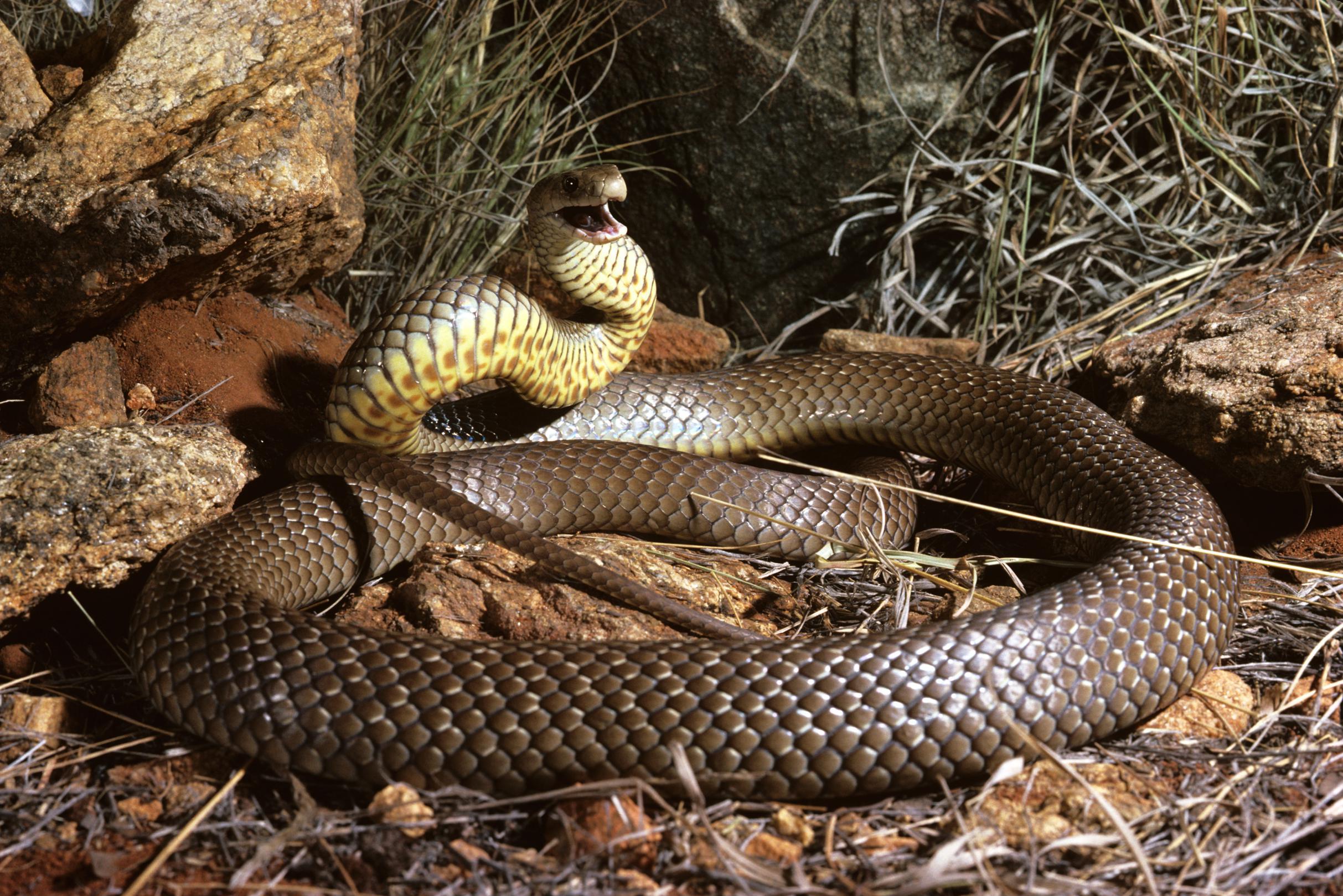47-year-old Australian dies after attempting to capture snake in kindergarten