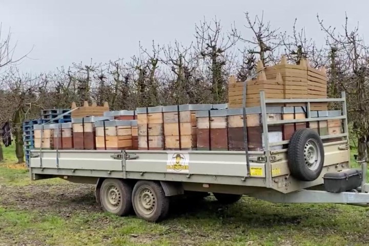 Vroege bloesems vragen om vroege bijen: “Maar die werken enkel bij warm weer”