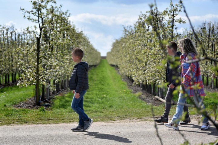 Wandelen, fietsen of joggen: meer dan tien sportieve bloesemuitstapjes in Haspengouw