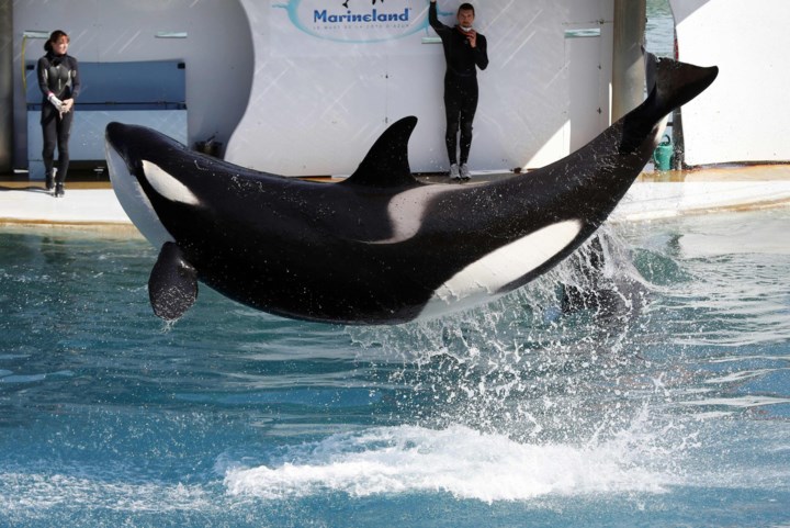 Opnieuw orka overleden in Frans dolfinarium: “Gestorven in de smerige poelen van Marineland”