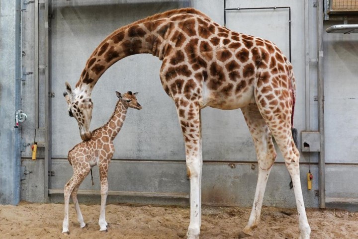 ‘Babygiraf’ geboren in Bellewaerde: meteen mannetje van 1,75 meter