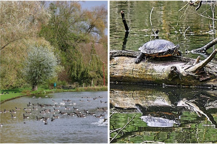 Exoten vinden steeds vaker hun weg naar natuurgebied De Beemden: “Vooral Canadese ganzen zijn een plaag”