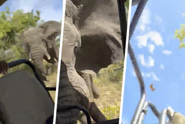 American tourist (80) killed in elephant attack while on safari