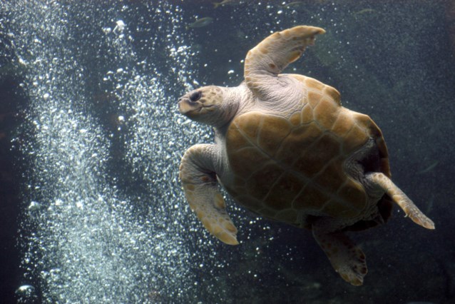 Warmer water in shelter causes five endangered turtles to die in the Netherlands