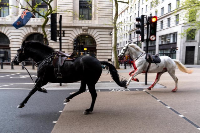 Escaped horses that caused chaos in London last week are doing better