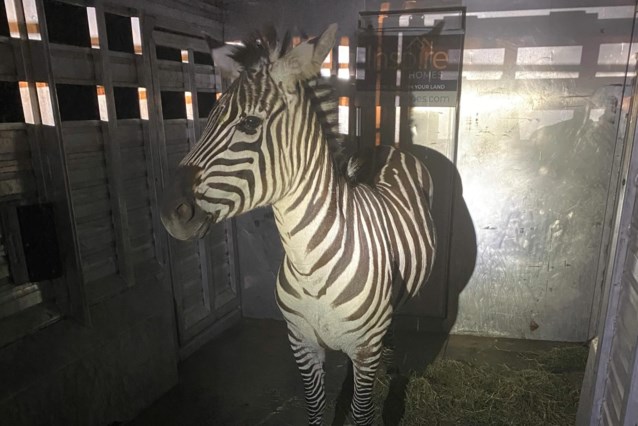 Escaped zebra found after a daring getaway