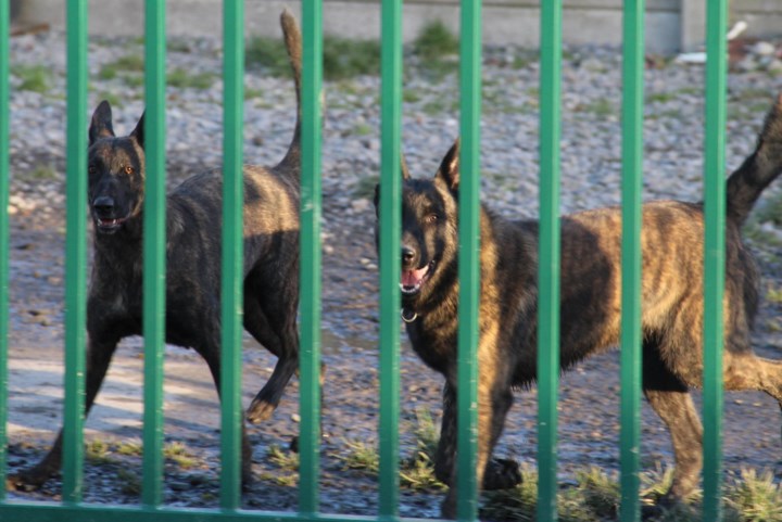 Onderkoelde en ondervoede puppies, met korsten en vlooien: hondenkweker uit Glabbeek verliest erkenning na “ernstige inbreuken”