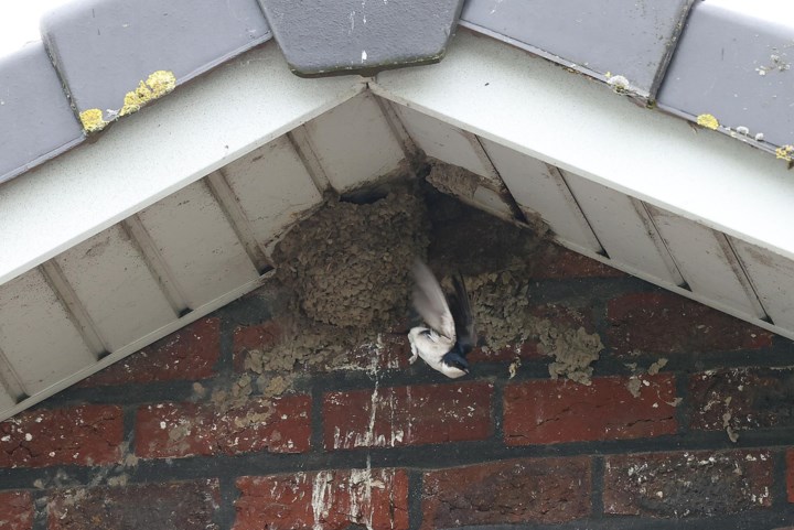 Stad Zoutleeuw reikt zwaluwpremie uit voor wie nesten laat hangen