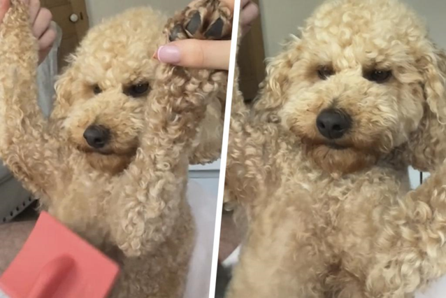 Canine goes viral for resembling well-known actor: “She appears to be like extra like him than he does!