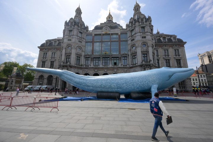 Levensgrote blauwe vinvis aan het Centraal Station vraagt aandacht voor walvissen en hun belang voor het klimaat