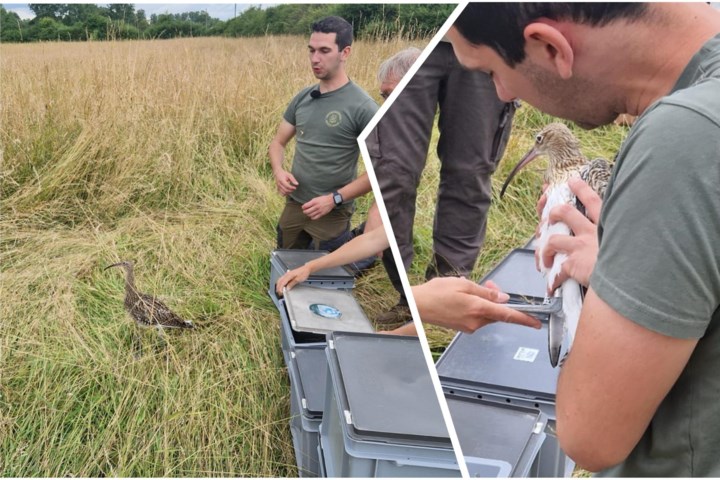 Elf jongen van bedreigde vogelsoort vrijgelaten in natuurgebied: “Er zijn steeds meer uitdagingen voor hen om te overleven”